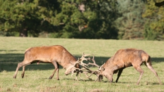 Rutting Stags