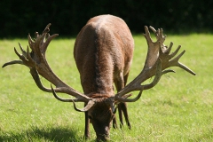 Park Stag Heracles in 2014