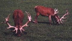 The Principal Farm Sires Duncan and Hercules