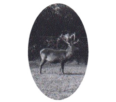 46 Point Stag in the Park, 1941