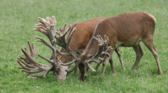 Farm Sires
