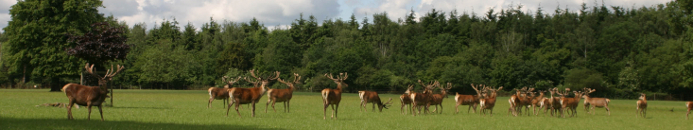 Red Deer in Warnham Park