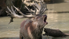 Rutting Park Stag