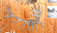 Detail of a wall inside the Park Museum, featuring "The Great Warnham Head" of 1892 with 47 points